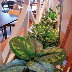 Greenery Bowls- Calatheas - artificial plants, flowers & trees - image 2