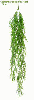 UV-Trailer: Casuarina 'cousin-It' Plant 120cm