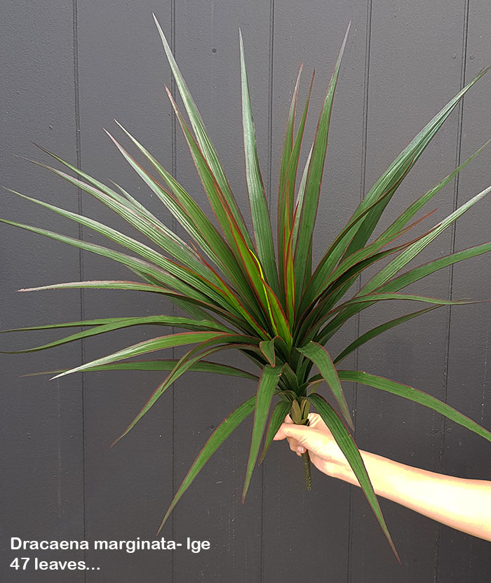 Yuccas- UV-stable...small