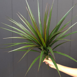 Yuccas- UV-stable...small - artificial plants, flowers & trees - image 3