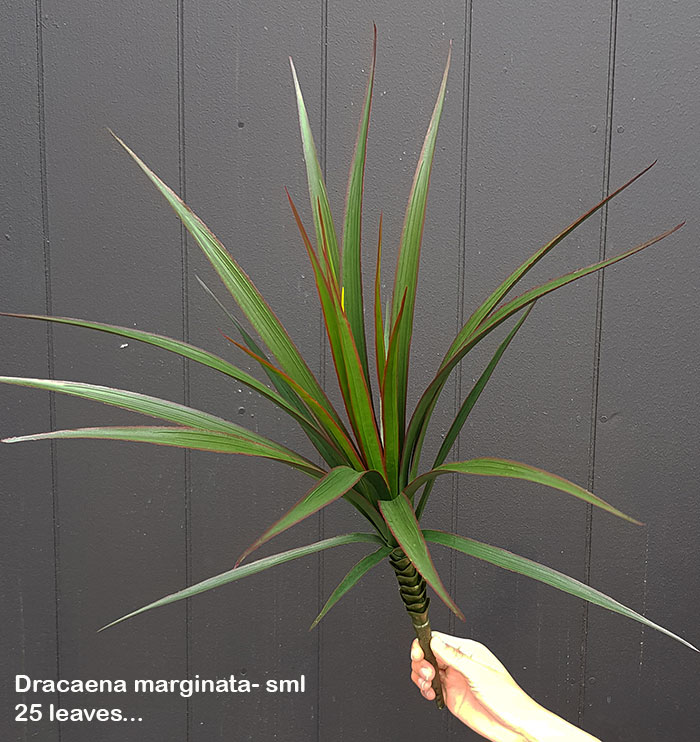 Yuccas- UV-stable...small