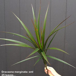 Yuccas- UV-stable...small - artificial plants, flowers & trees - image 4