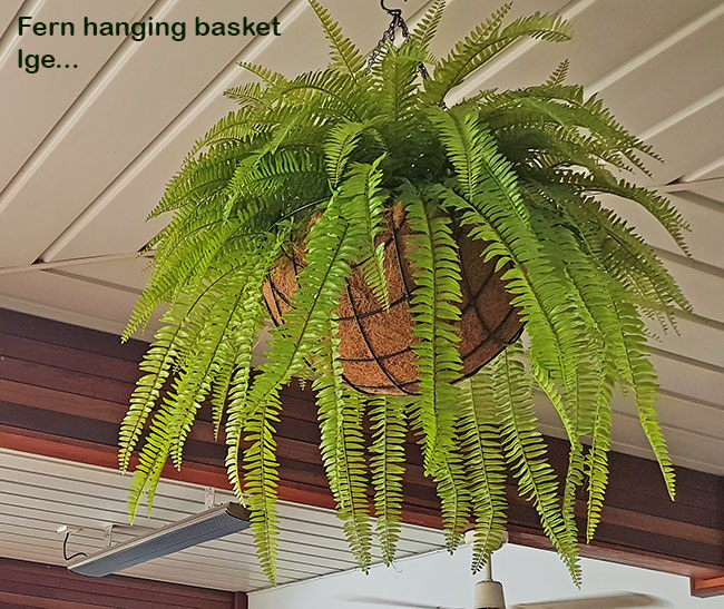 Hanging Baskets- Ferns (small)