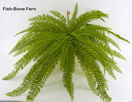 Fish-bone Ferns [large]