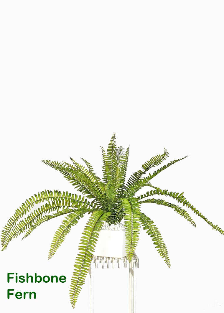 Fish-bone Ferns [large]