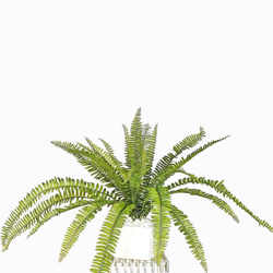 Fish-bone Ferns [large] - artificial plants, flowers & trees - image 1