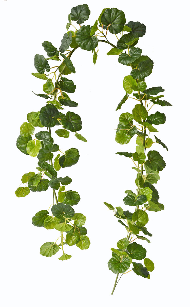 Trailing Bush- lge Philo