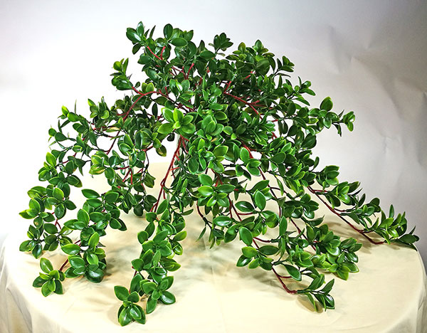 Trailing Jade Plant