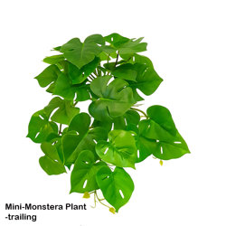 Bushes...sml trailers- Mini-Monstera Plant - artificial plants, flowers & trees - image 3