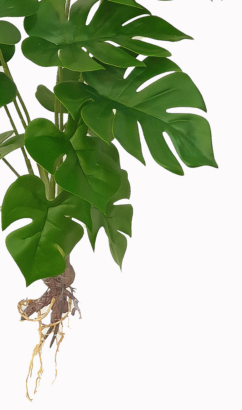 Bushes...sml trailers- Mini-Monstera Plant