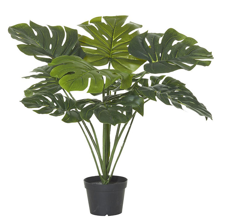 Monsterio Plant 60cm x 8 lvs