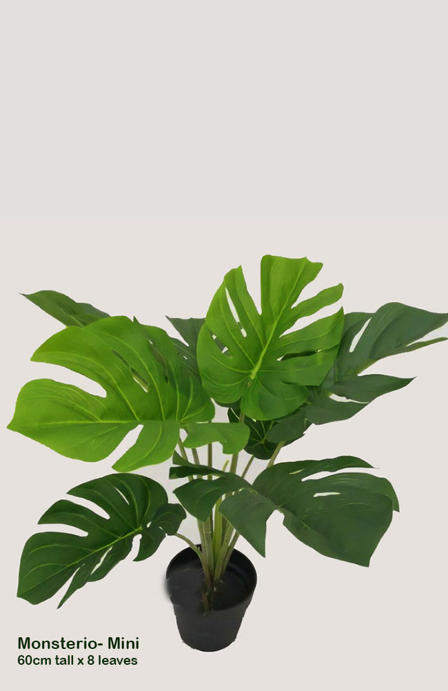 Monsterio Plant 60cm x 8 lvs