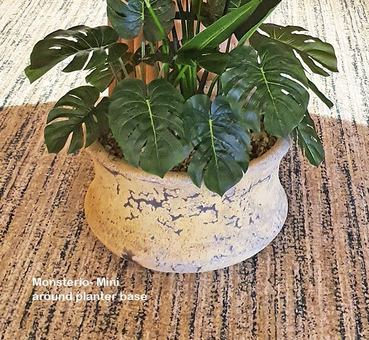 Monsterio Plant 60cm x 8 lvs