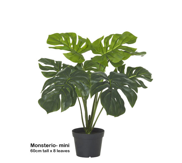 Monsterio Plant 60cm x 8 lvs