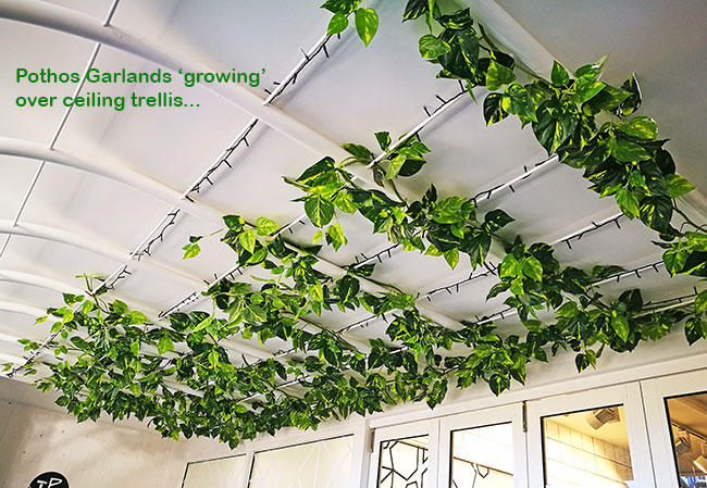 Trailing Vines - 1.8m Pothos Garland