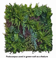 Podocarpus Bush- Burgundy [UV-treated]