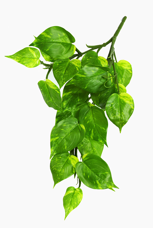 Bushes..sml trailer- Pothos Plant