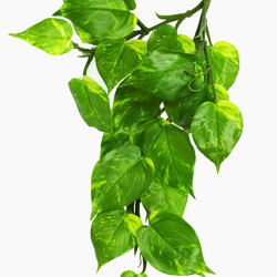 Bushes..sml trailer- Pothos Plant - artificial plants, flowers & trees - image 2