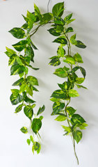 Artificial Vines & Trailers