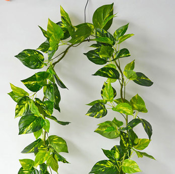 Trailing Vines - Pothos Garland