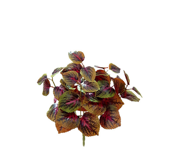 Small Bush- Purple Begonia