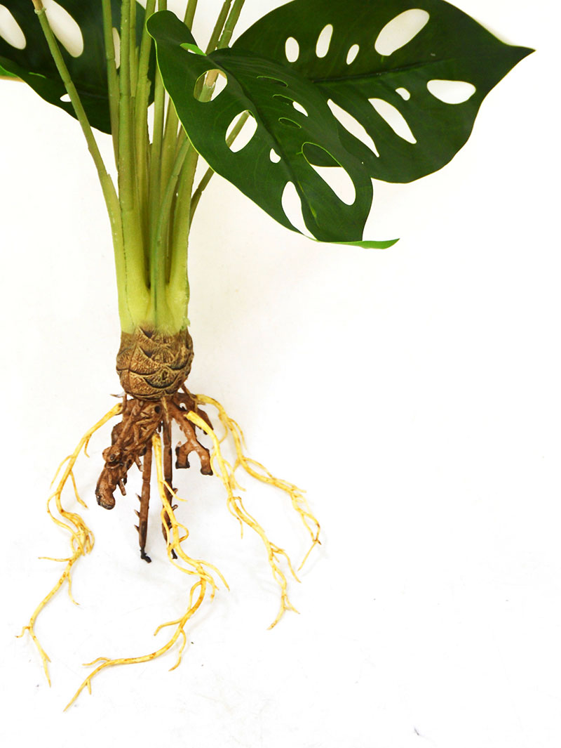 Bushes...sml trailers- Mini-Monstera Plant