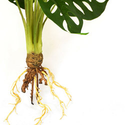 Bushes...sml trailers- Mini-Monstera Plant - artificial plants, flowers & trees - image 2