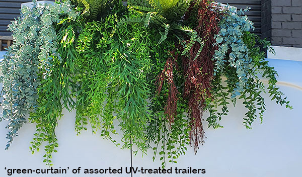 UV-Trailer: Asparagus Fern- variegated 70cm 