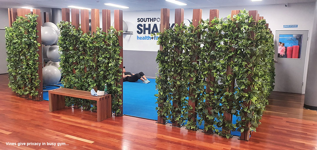 Trailing Vines - 1.8m Philo Garland [philodendron]