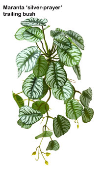 Maranta 'silver-prayer' Plant- trailing 