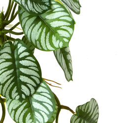Bushes...sml trailers- Maranta 'silver-prayer' Plant - artificial plants, flowers & trees - image 1