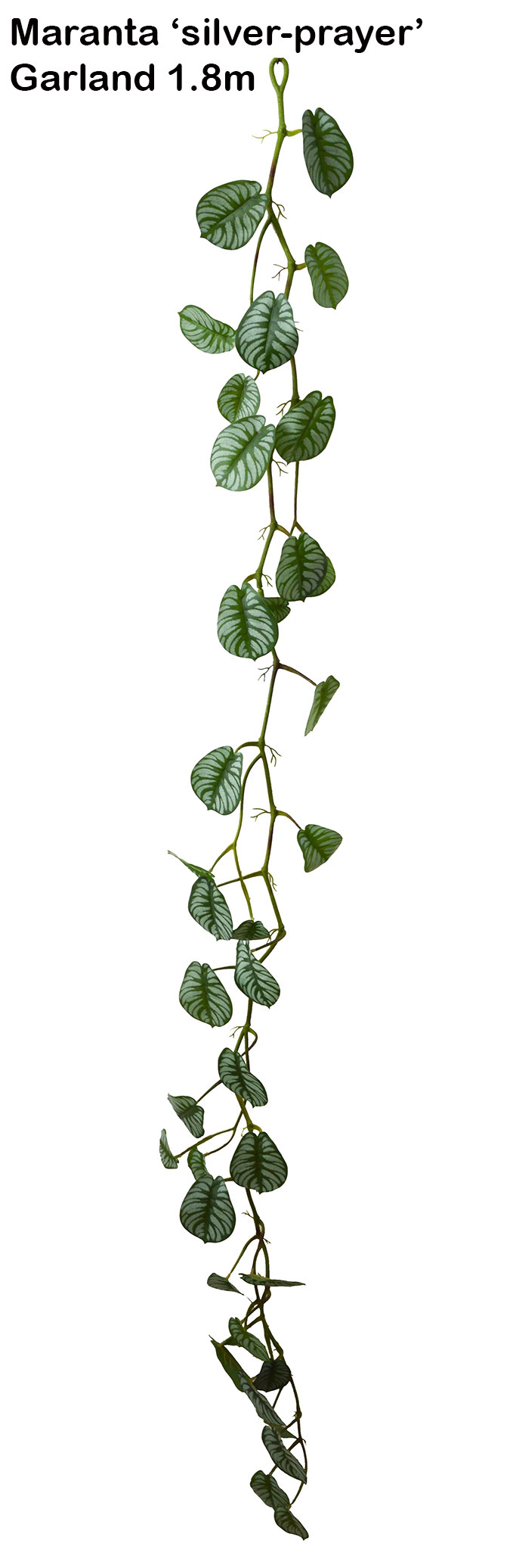 Trailing Vine- 1.75m Maranta 'silver-prayer'