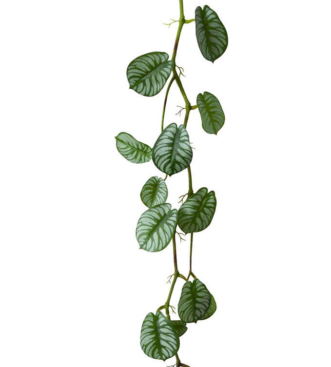 Trailing Vine- Maranta 'silver-prayer'