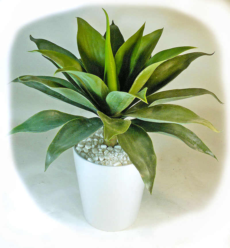 Agave
