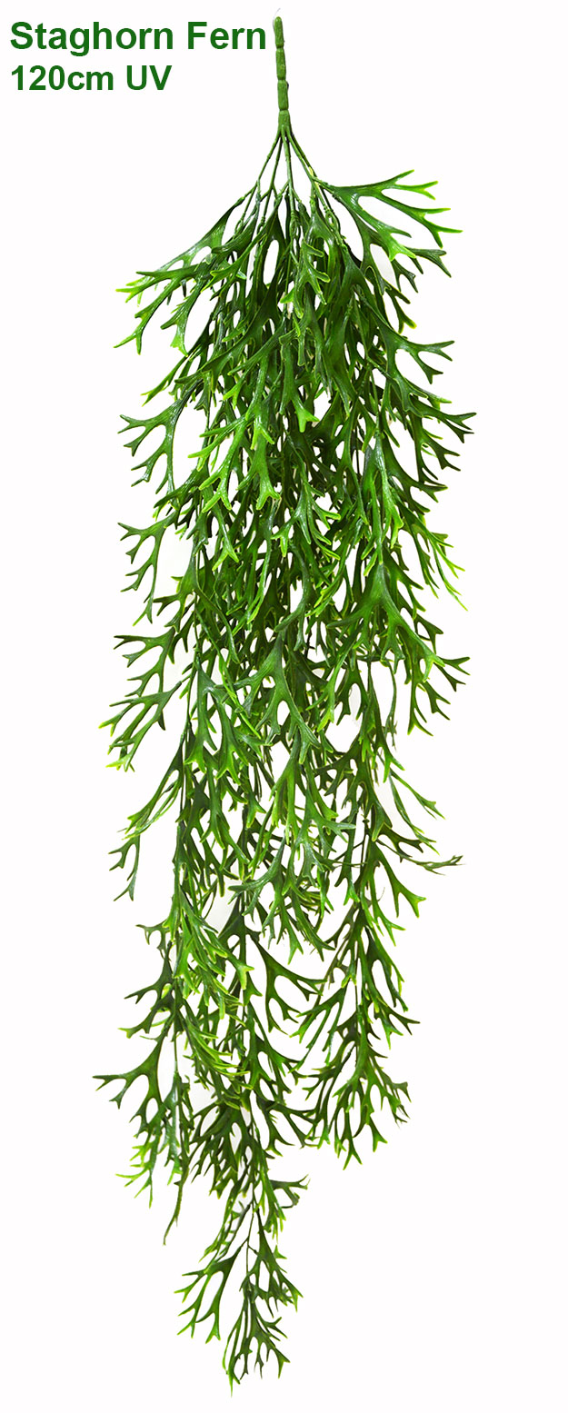 UV-Trailer: Staghorn Fern 120cm
