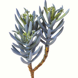 Succulent- Blue-Grey Seneco - artificial plants, flowers & trees - image 5