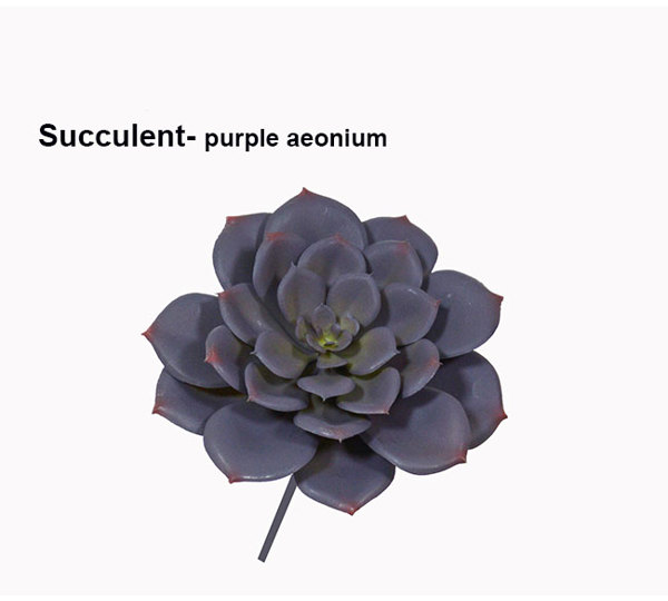 Succulent- Purple Echeveria