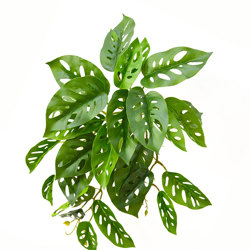 Bushes...sml trailers- Swiss Cheese Plant - artificial plants, flowers & trees - image 4