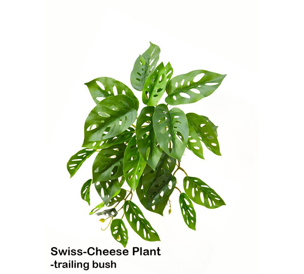 Bushes...sml trailers- Swiss Cheese Plant