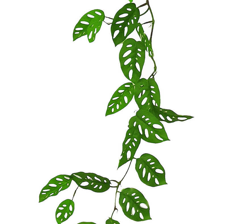 Trailing Vine- Swiss Cheese Plant