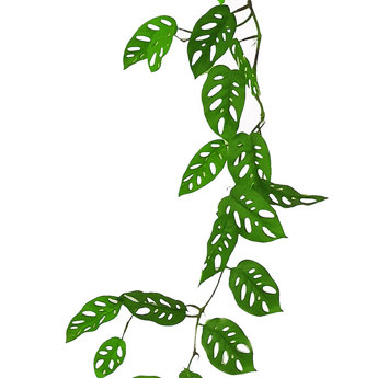 Trailing Vine- Swiss Cheese Plant