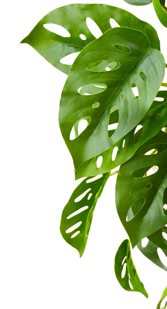 Bushes...sml trailers- Swiss Cheese Plant