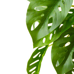 Bushes...sml trailers- Swiss Cheese Plant - artificial plants, flowers & trees - image 1