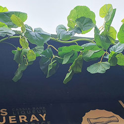 Trailing Bush- lge Philo - artificial plants, flowers & trees - image 6
