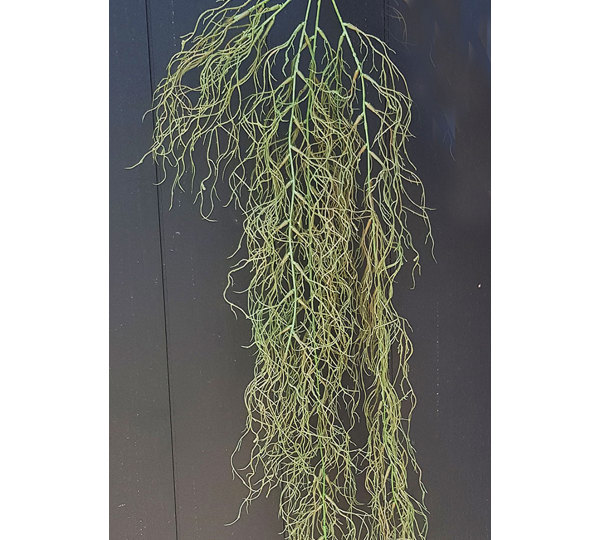 Trailing Roots Bush