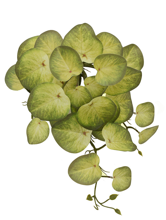 Bushes...sml trailers- Water Plant [Pilea]