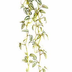 Trailing Tradescantia [Wandering Jew plant] - artificial plants, flowers & trees - image 2