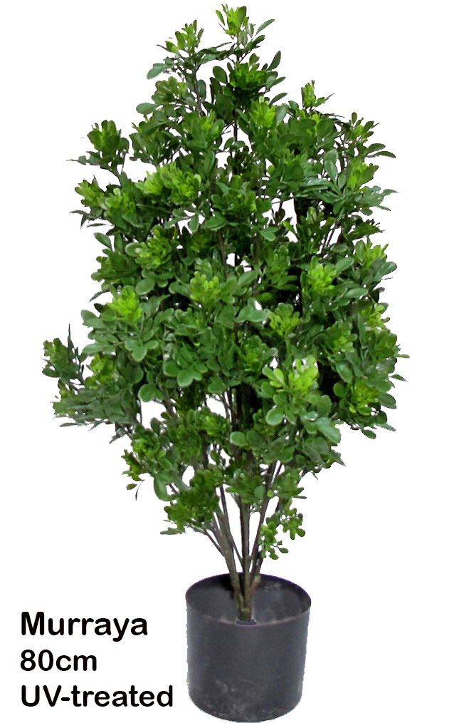 UV-Bush Murraya 80cm