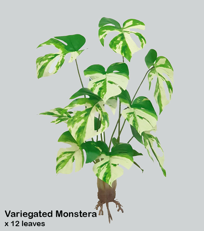 Variegated Monstera Plant