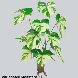 Variegated Monstera Plant - artificial plants, flowers & trees - image 2